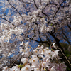 桜花火がバーーン☆