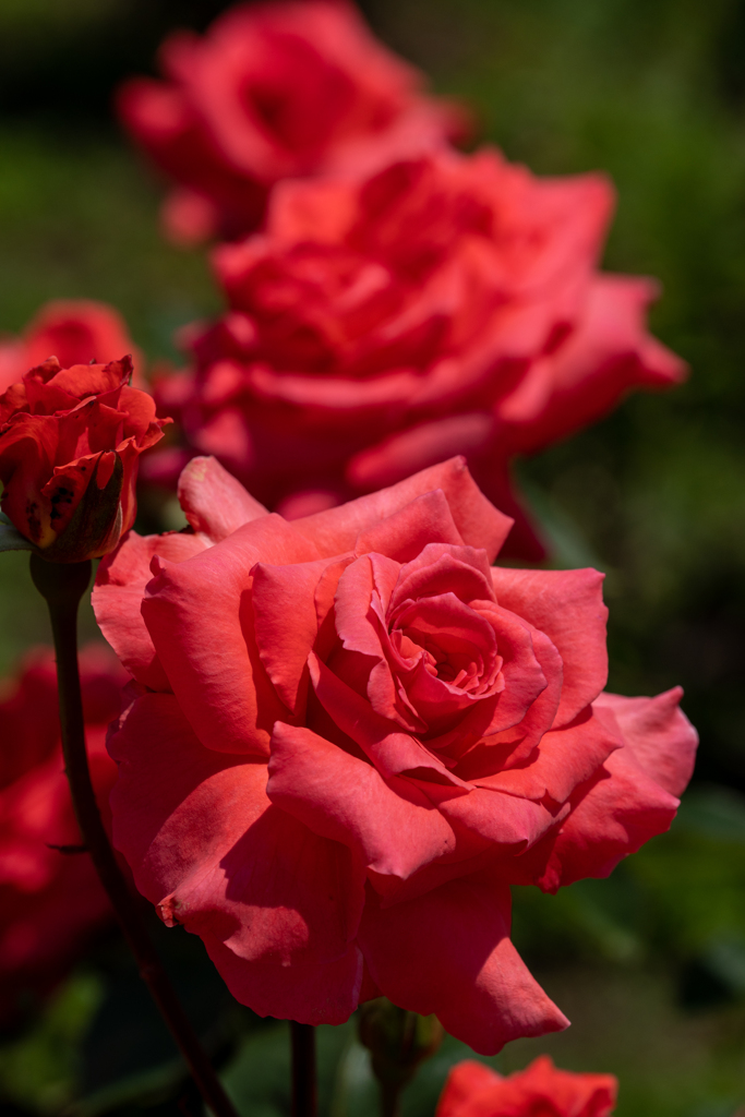 情熱の真っ赤な薔薇おぉ～♪