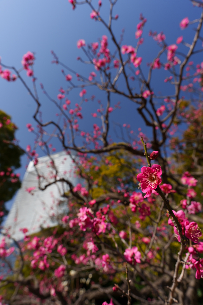紅色深い梅も咲いてます♪