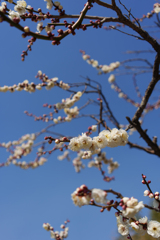 青空に梅