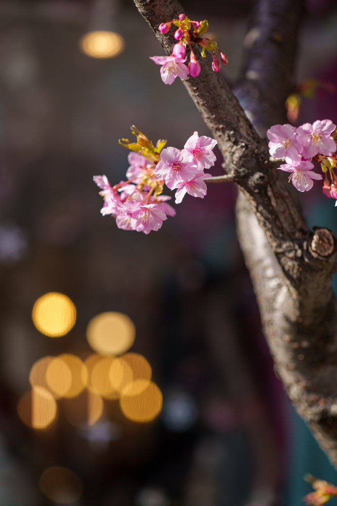 桜が街にやってきた♪