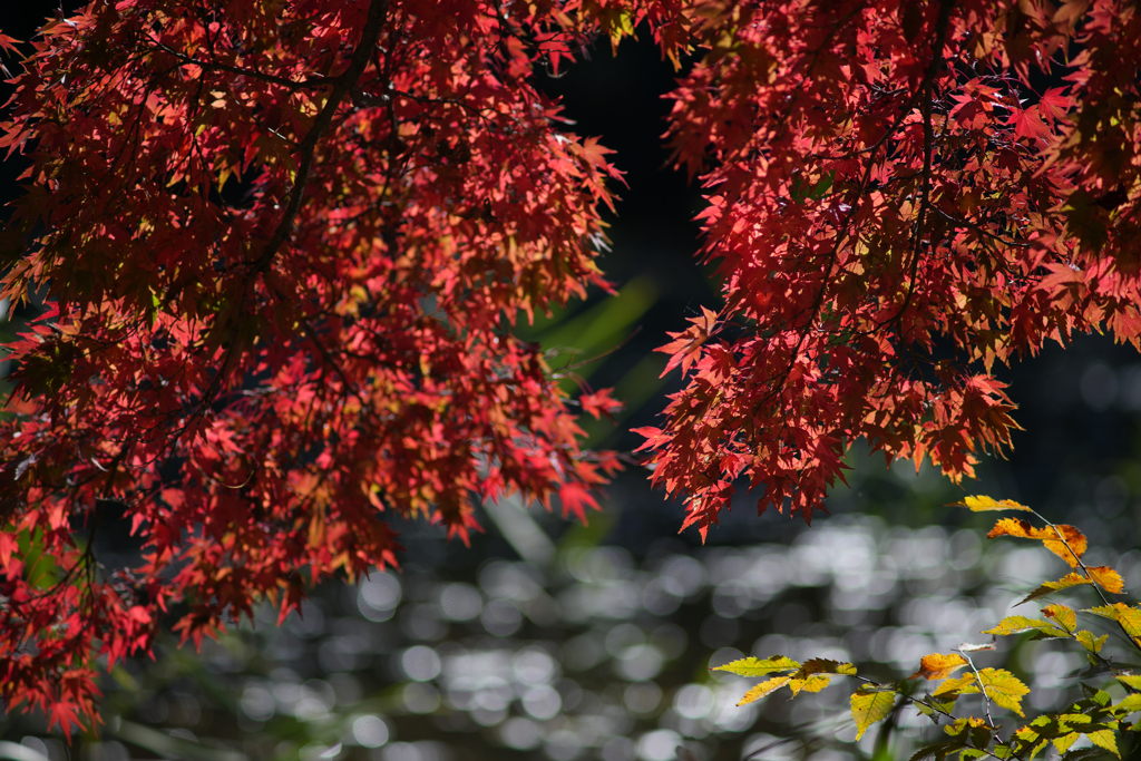 水面キラキラと紅葉