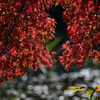 水面キラキラと紅葉