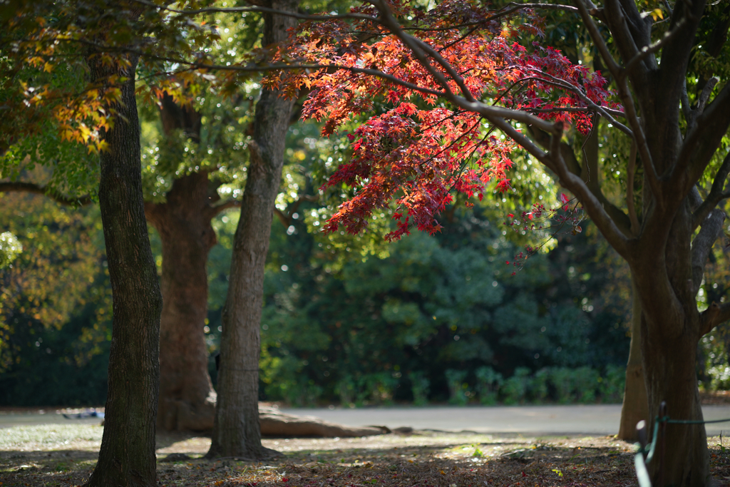 紅一点