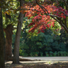 紅一点