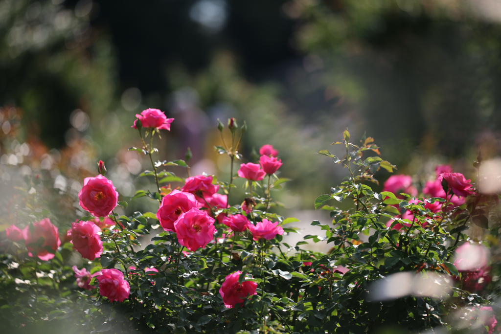 薔薇、咲いたよー