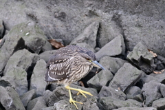 仙川の鳥たち 8