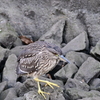 仙川の鳥たち 8