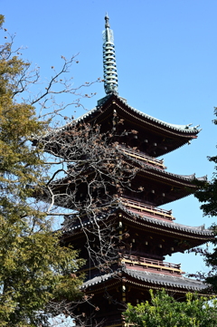 上野の冬空と五重塔
