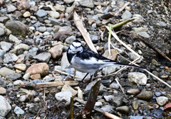 仙川の鳥たち 2