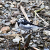 仙川の鳥たち 2