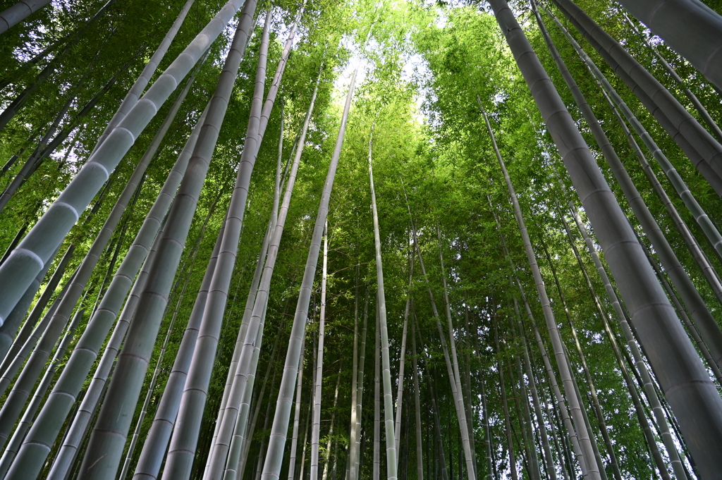 喜多見の竹林
