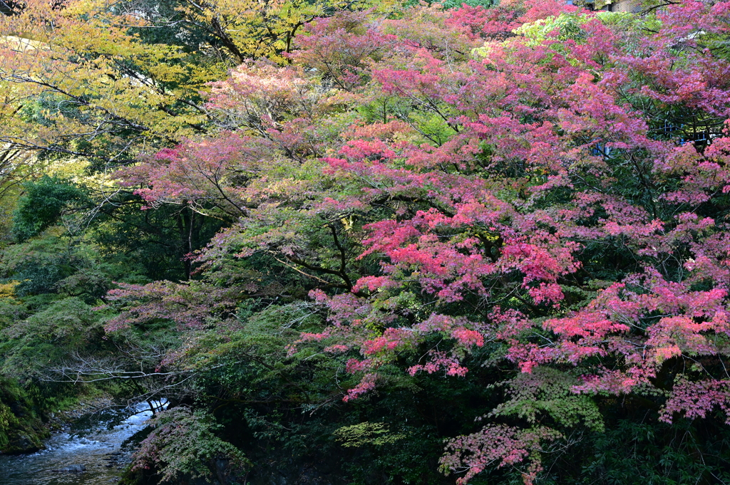 氷川渓谷の紅葉