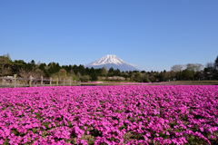 富士芝桜