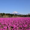 富士芝桜