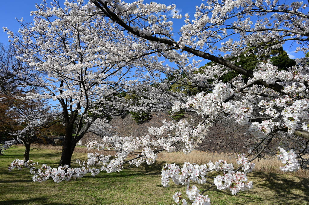 皇居乾通りの桜