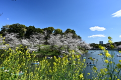 千鳥ヶ淵の桜と菜の花 1