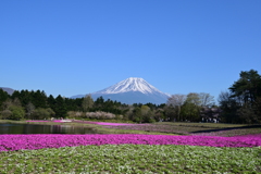 富士芝桜