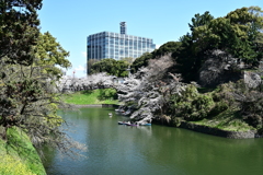 千鳥ヶ淵の桜