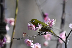 梅が丘のメジロ６