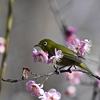 梅が丘のメジロ６