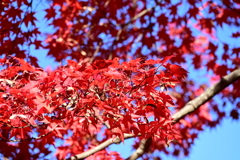 紅葉