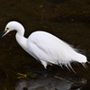 仙川の鳥たち 1