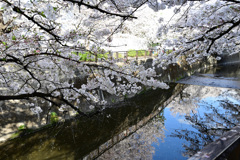 仙川の桜