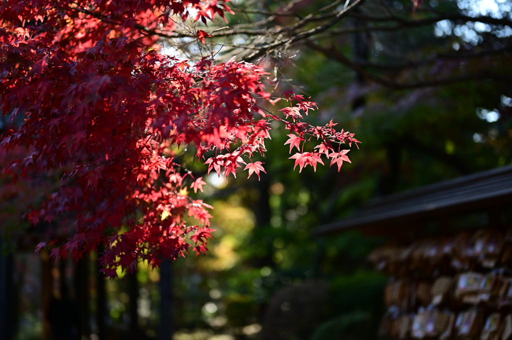 豪徳寺の紅葉