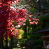 豪徳寺の紅葉