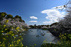 千鳥ヶ淵の桜と菜の花 2