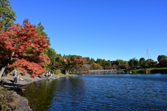 池辺の紅葉
