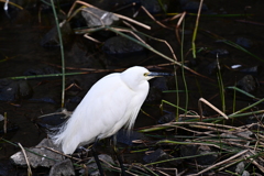 仙川の鳥たち 6