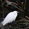 仙川の鳥たち 6