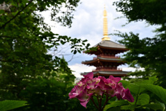 紫陽花と五重の塔