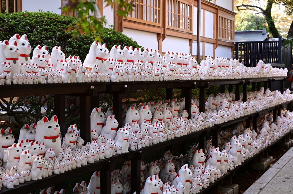 豪徳寺の招き猫