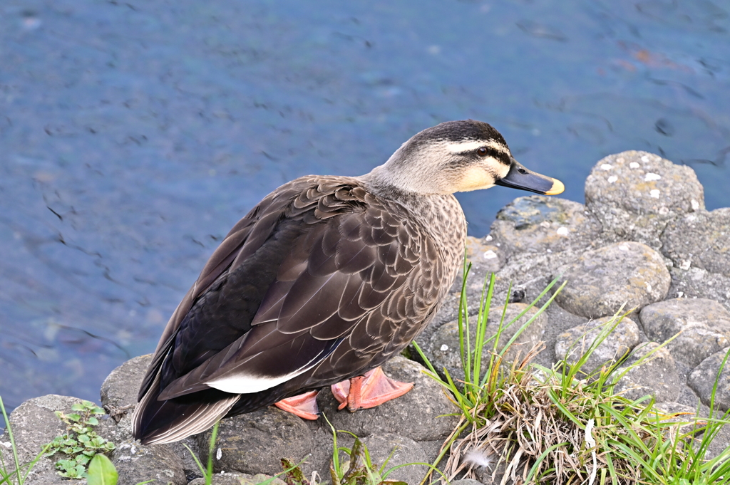 仙川の鳥たち 4