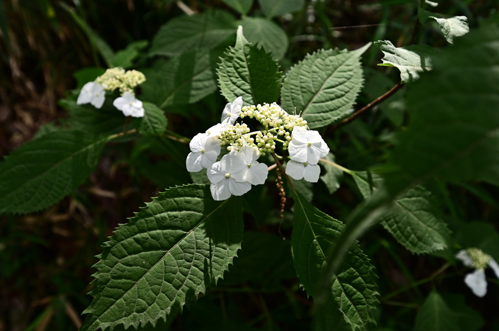 紫陽花