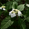 紫陽花