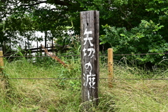 矢切の渡し