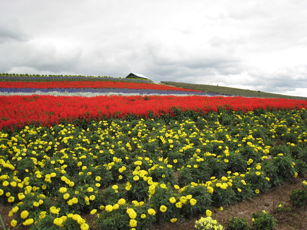 富良野のお花畑