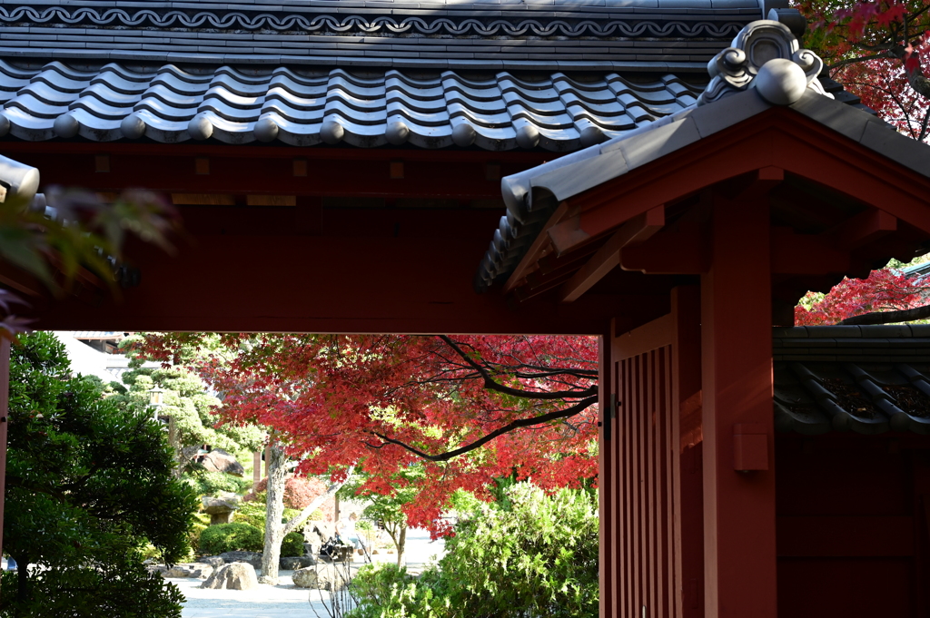 豪徳寺の紅葉