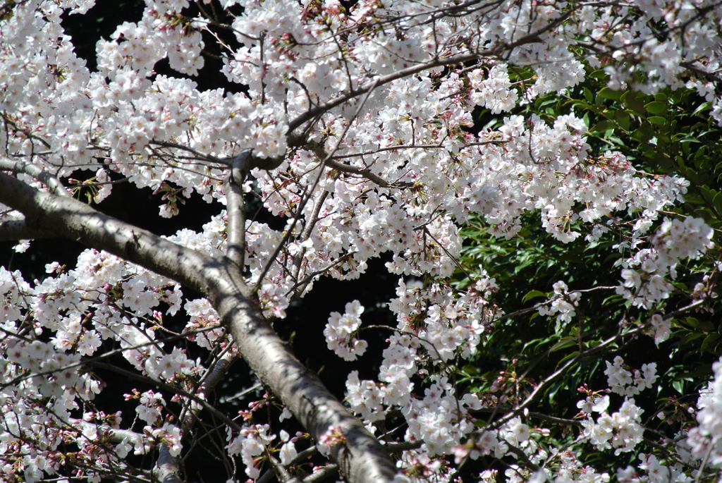 マンションの桜