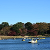 水鳥池