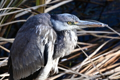 仙川の鳥たち 7