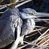 仙川の鳥たち 7