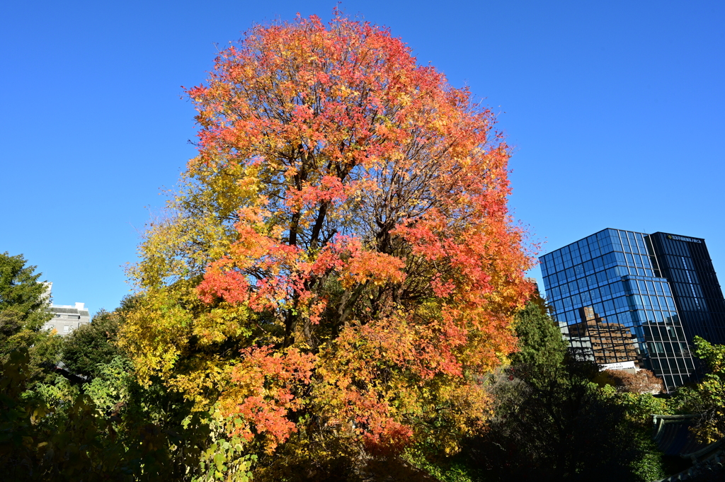都心の紅葉