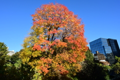 都心の紅葉