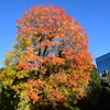 都心の紅葉