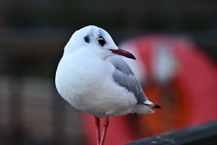 ユリカモメ
